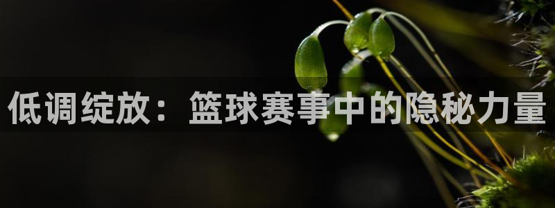 低调绽放：篮球赛事中的隐秘力量